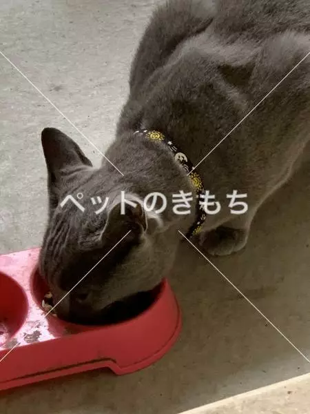 保護猫の画像