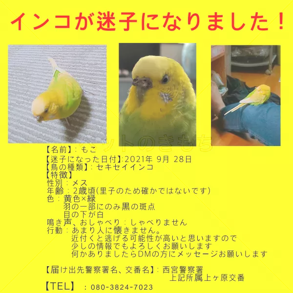 迷子鳥の画像