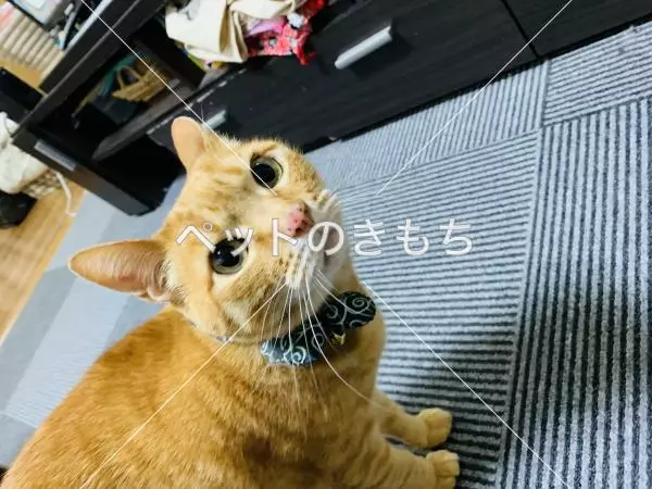 迷子猫の画像