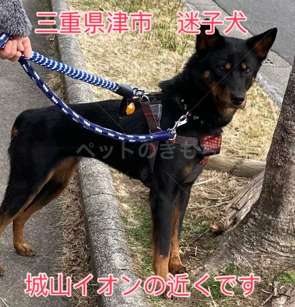 迷子犬の画像