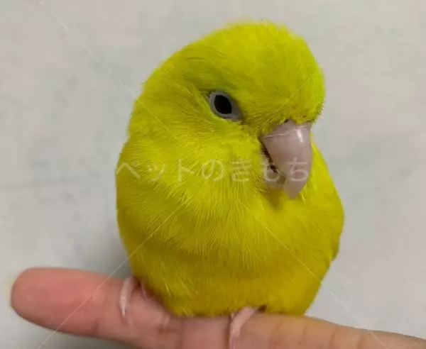 迷子鳥の画像