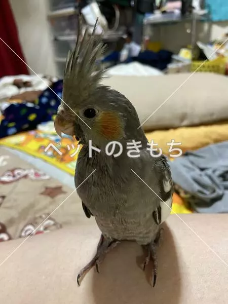 迷子鳥の画像