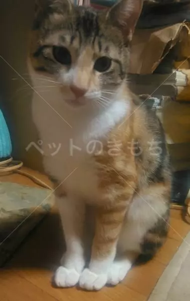 迷子猫の画像