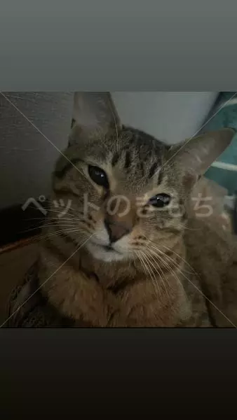 迷子猫の画像