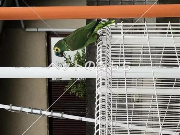 コメント投稿の画像