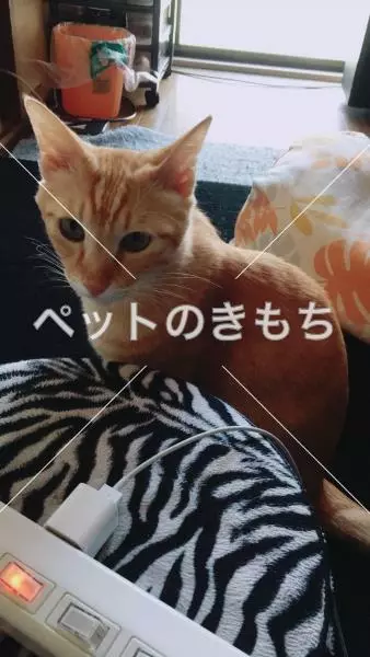 迷子猫の画像