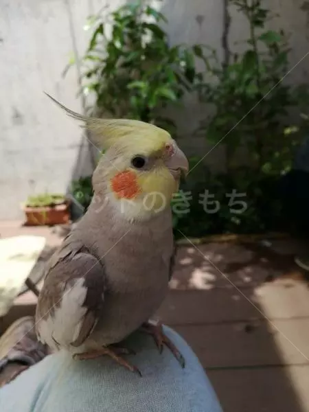 迷子鳥の画像