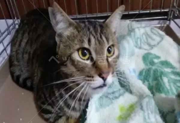 迷子猫の画像