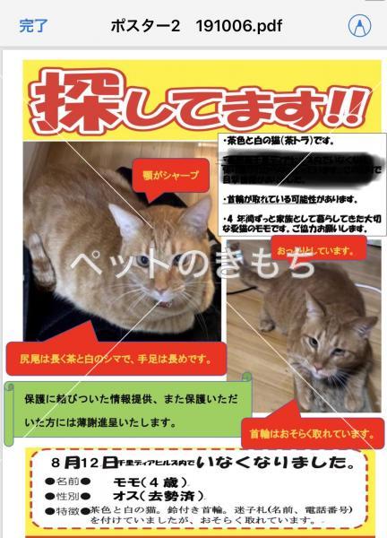 迷い猫の写真