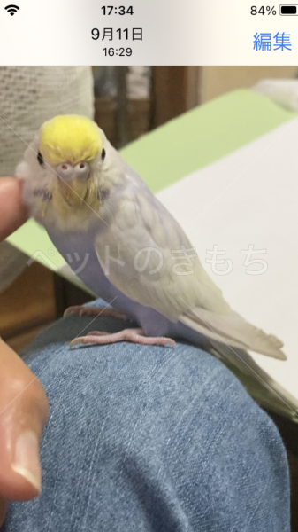 迷子鳥の画像