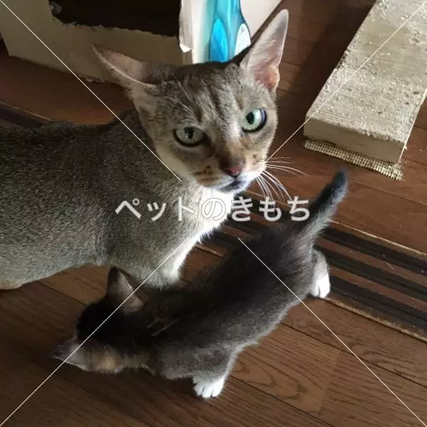 迷子猫の画像