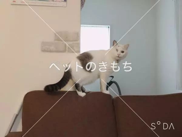 迷子猫の画像