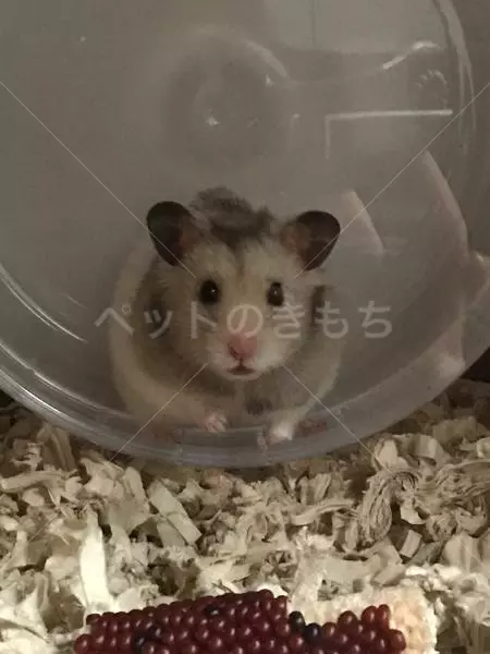 迷子ペットの画像