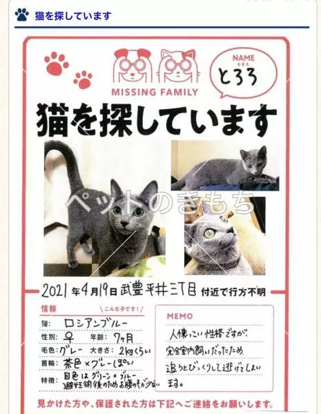 迷子猫の画像