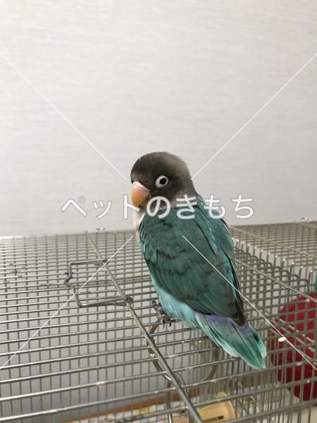 迷子鳥の画像