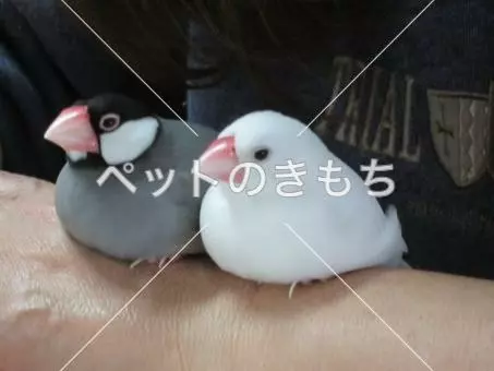 迷子鳥の画像