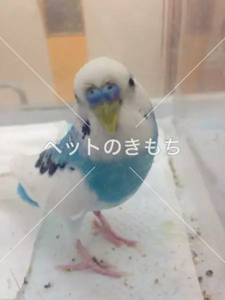 コメント投稿の画像