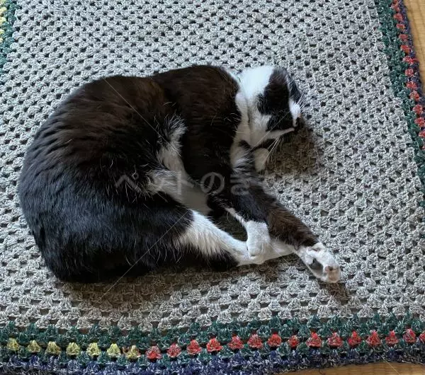 コメントの画像