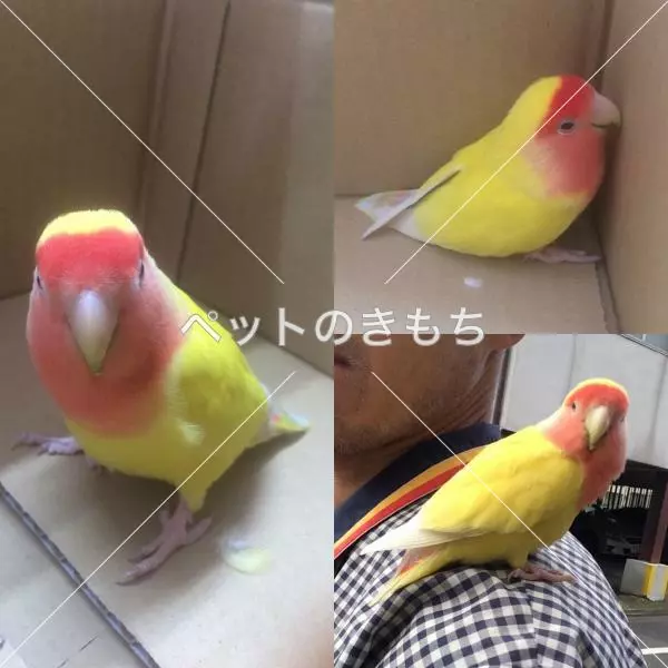 保護鳥の画像