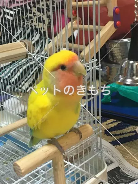 迷子鳥の画像