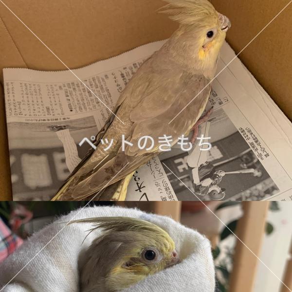 保護鳥の画像