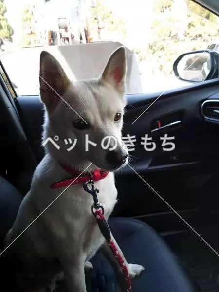 コメント投稿の画像