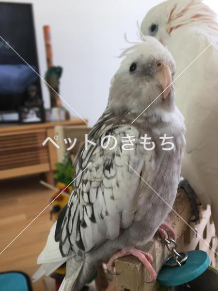 迷い鳥の写真