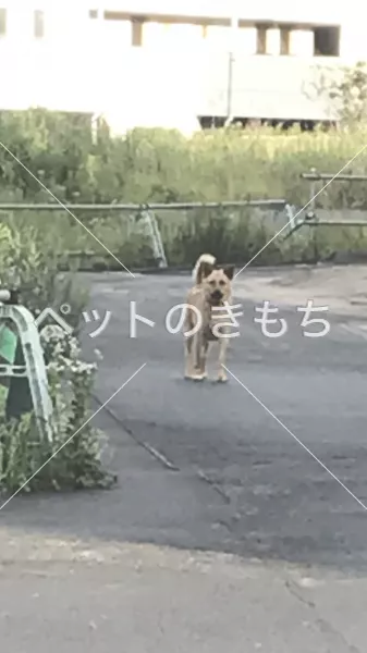 コメント投稿の画像