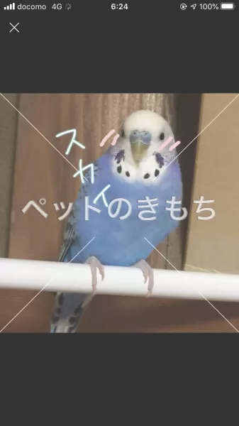 迷子鳥の画像