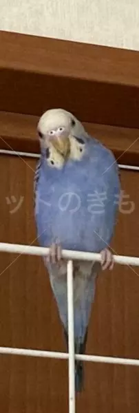 迷子鳥の画像