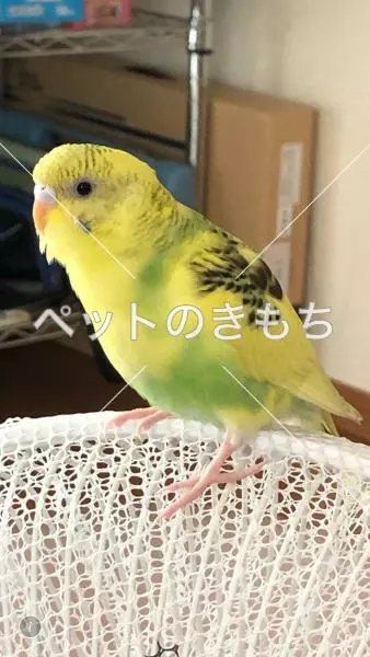 迷子鳥の画像