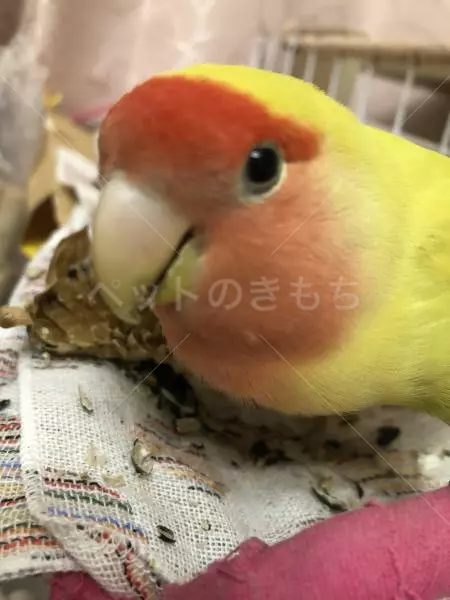 迷子鳥の画像