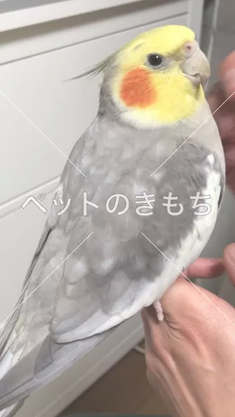 迷子鳥の画像