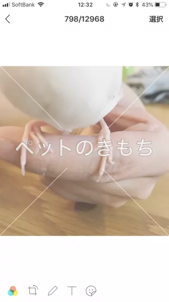 コメント投稿の画像