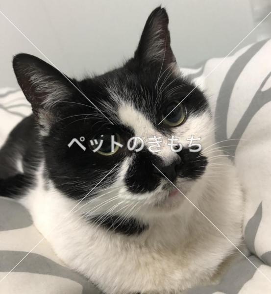 迷い猫の写真