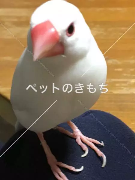 迷子鳥の画像