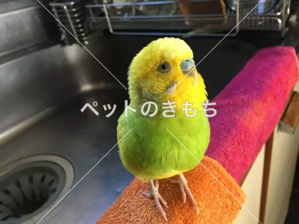 迷子鳥の画像