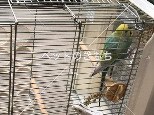 保護鳥の写真