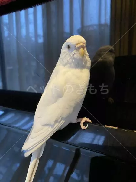 迷子鳥の画像