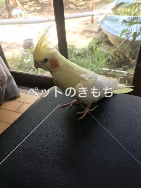 迷子鳥の画像