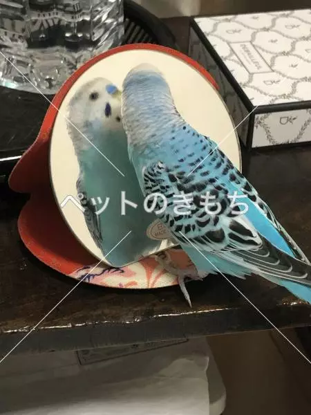 迷子鳥の画像