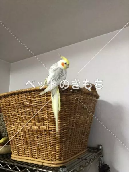 迷子鳥の画像