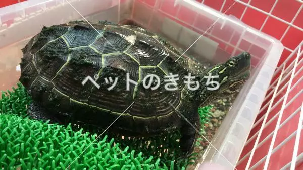 迷子ペットの画像