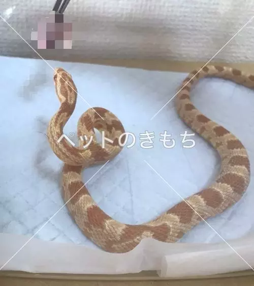 迷子ペットの画像