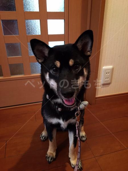 迷子犬の写真