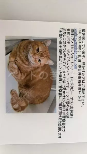 迷子猫の画像