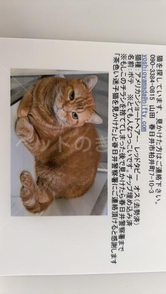 迷子猫の画像