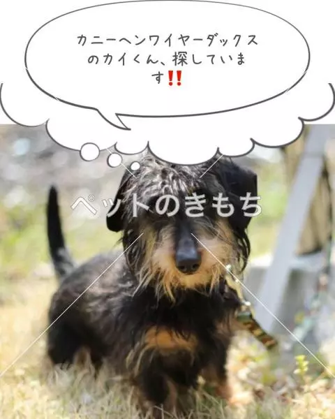迷子犬の画像
