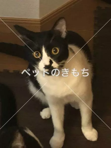 迷子猫の画像