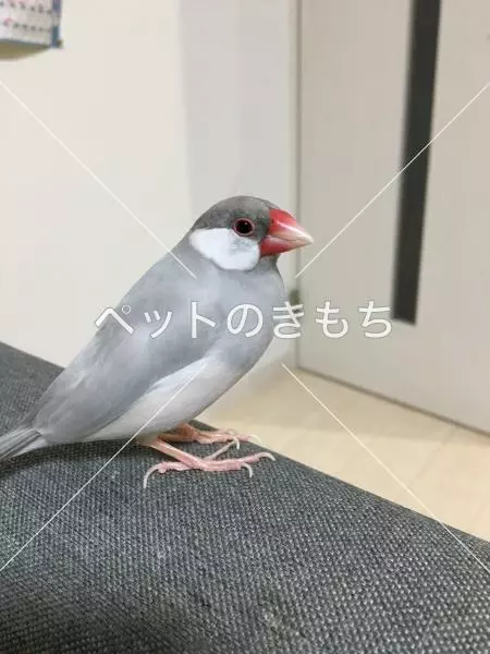 迷子鳥の画像